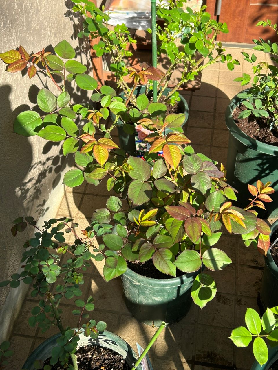 ソムリエール開花苗の43週後