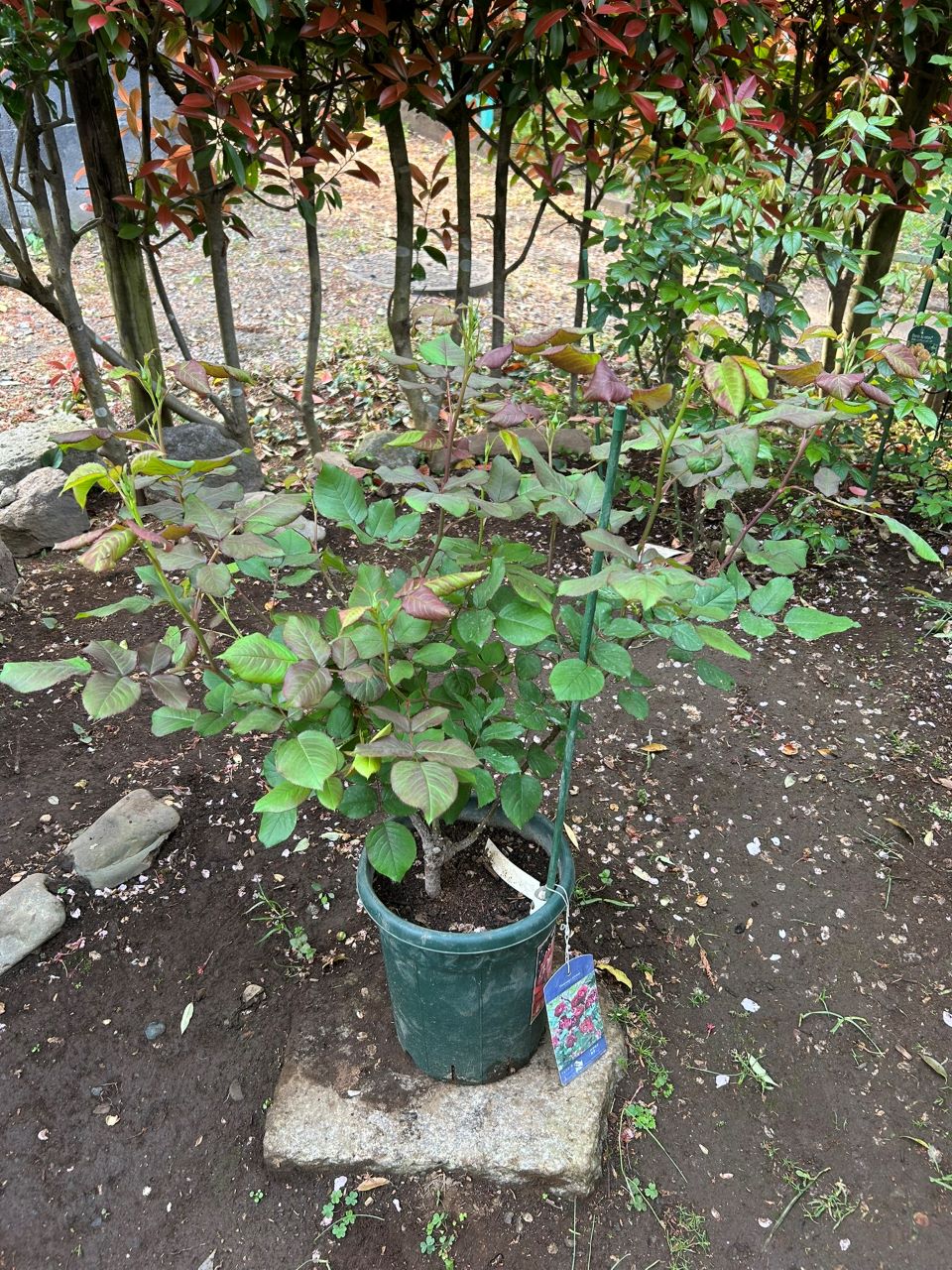 ソムリエール開花苗の45週後