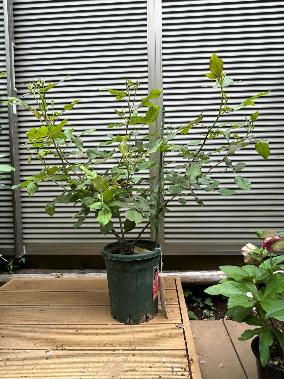 ソムリエール開花苗の46週後