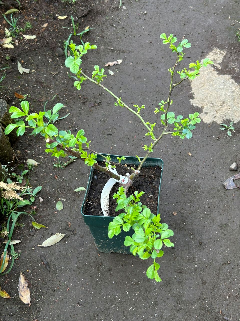 スーパードロシー大苗の8週後