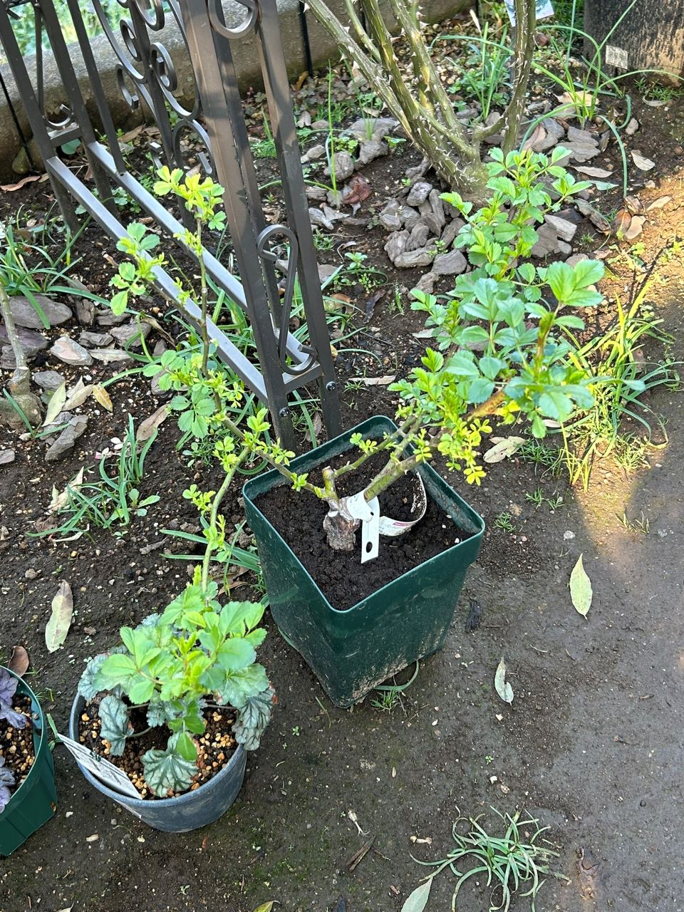 スーパードロシー大苗の9週後