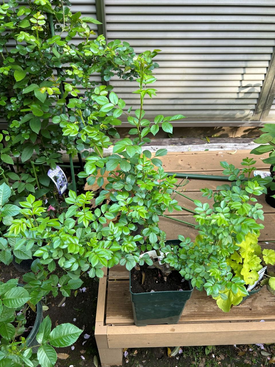 スーパードロシー大苗の11週後