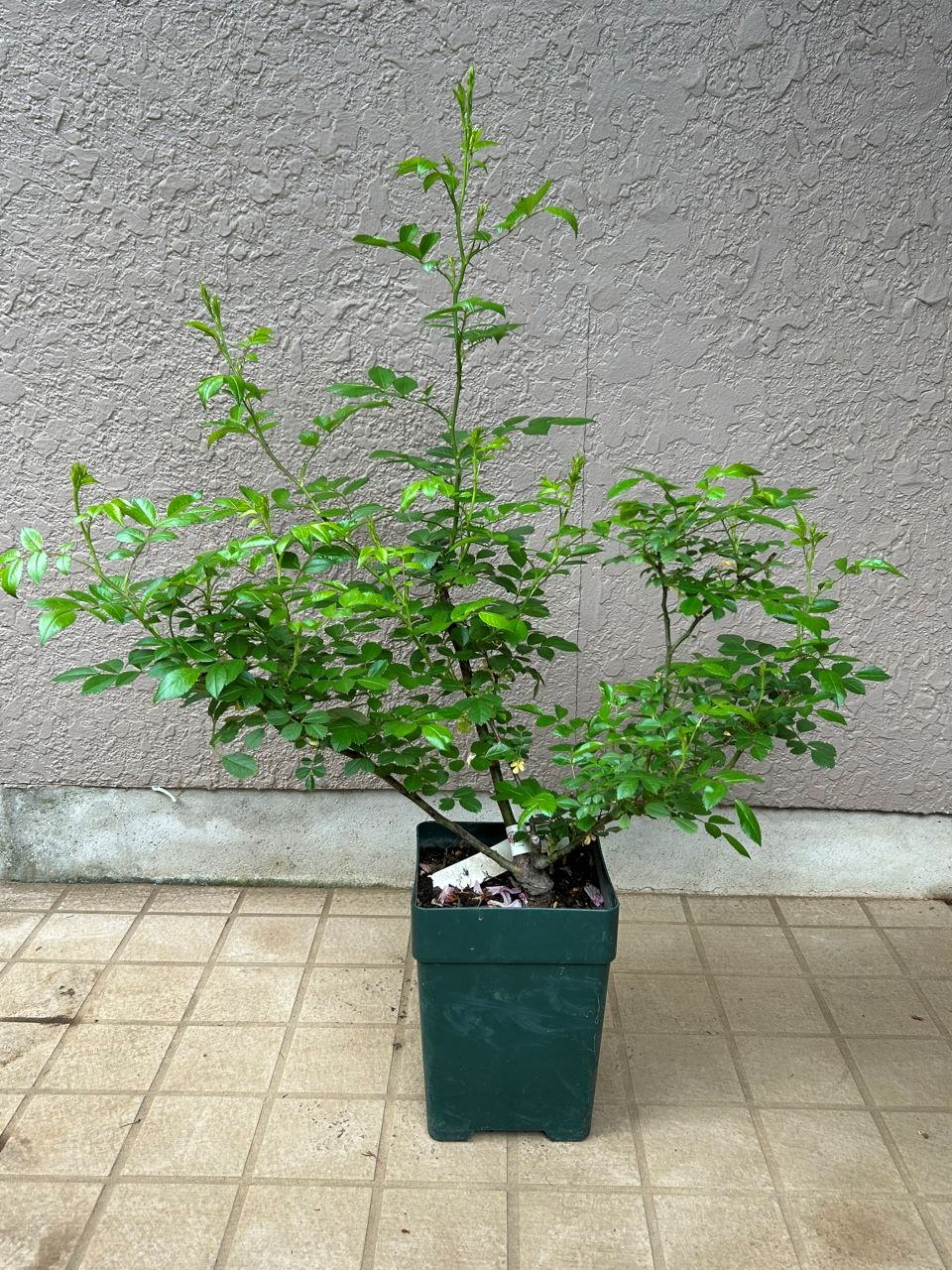 スーパードロシー大苗の12週後