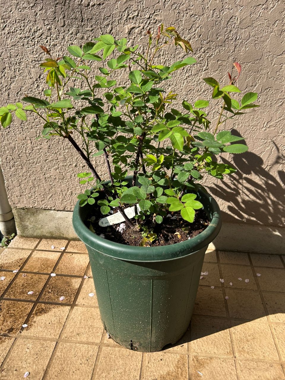 スーザンウィリアムズエリス冬大苗9週後