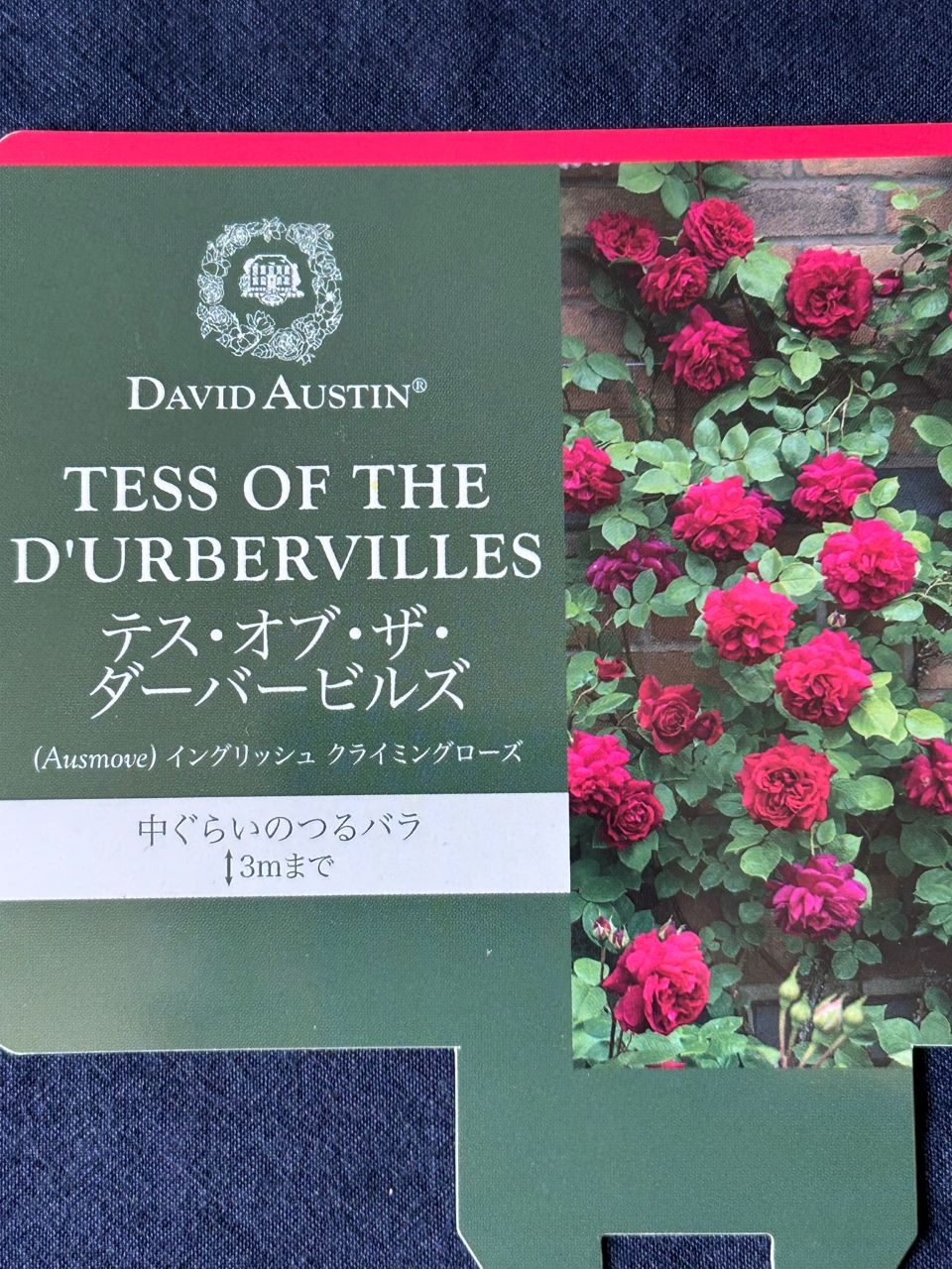 テス・オブ・ザ・ダーバービルズ