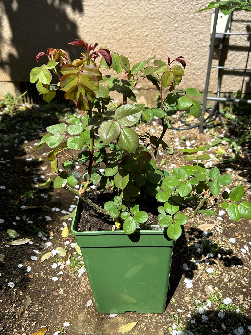 テス・オブ・ザ・ダーバービルズ春苗購入