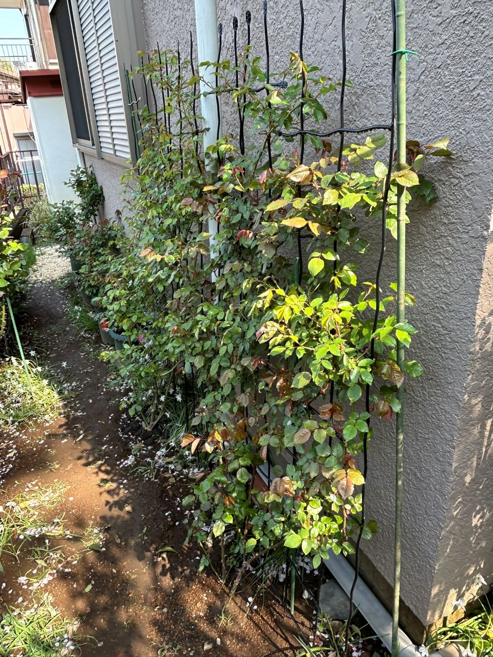 アンクル・ウォルター半長尺71週後