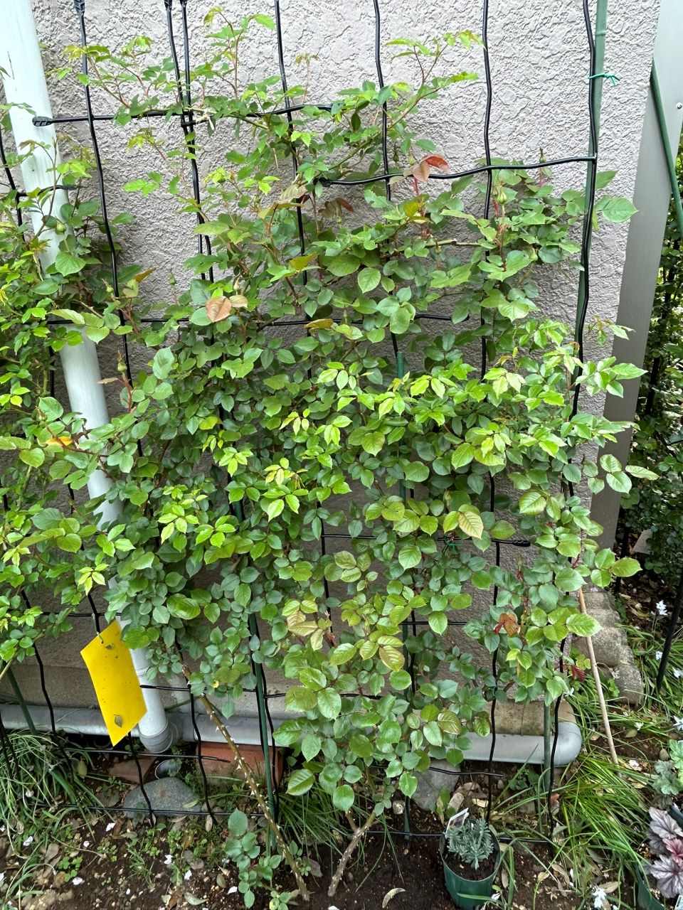 アンクル・ウォルター半長尺72週後