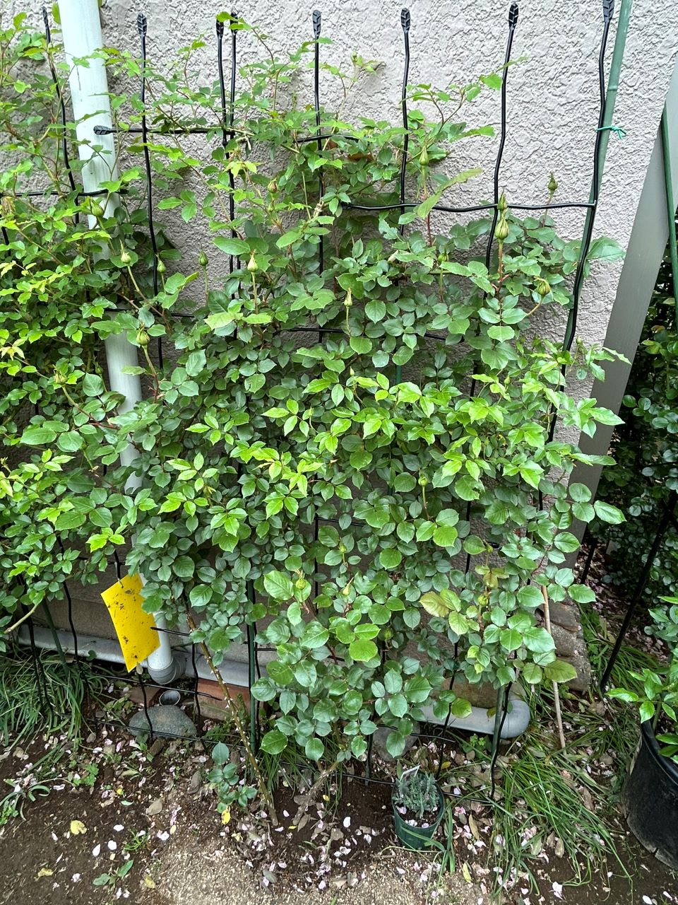 アンクル・ウォルター半長尺73週後