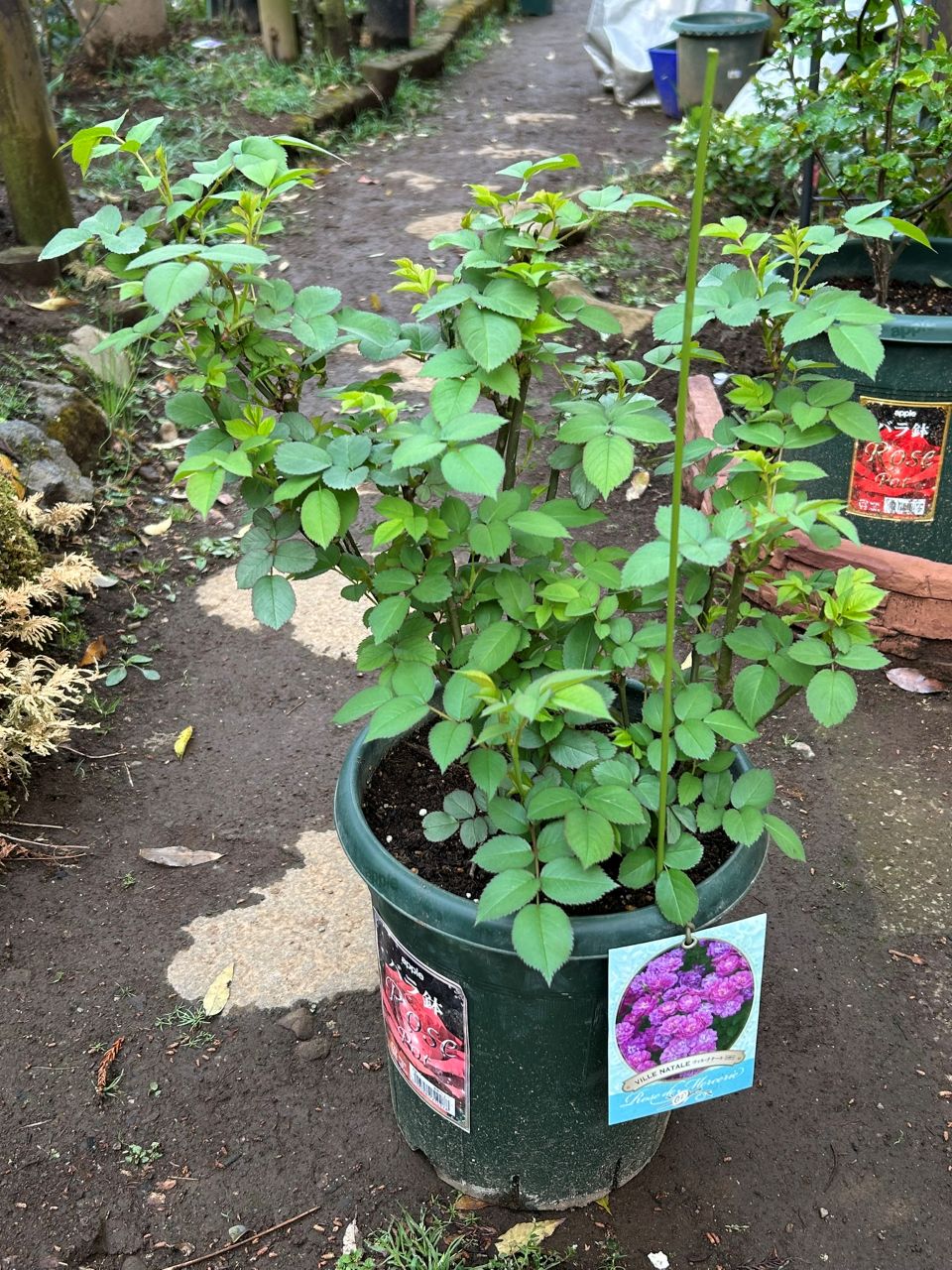 ヴィル・ナタール開花苗の47週後