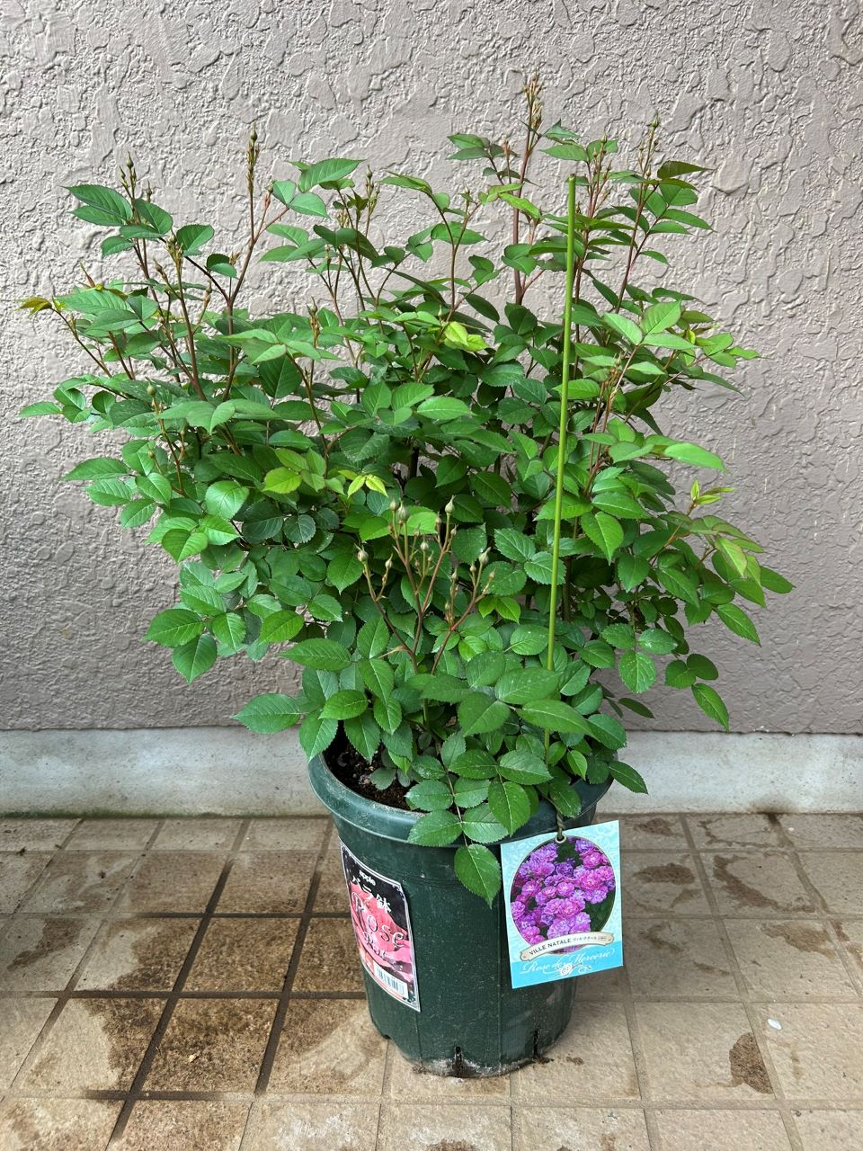 ヴィル・ナタール開花苗の50週後