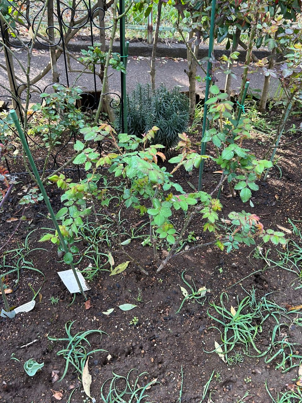 イエロー・ブラスバンド開花苗80週後