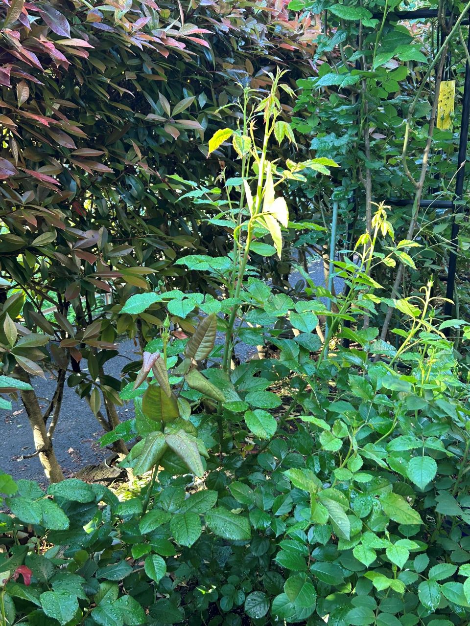 アダージョ開花苗の46週後