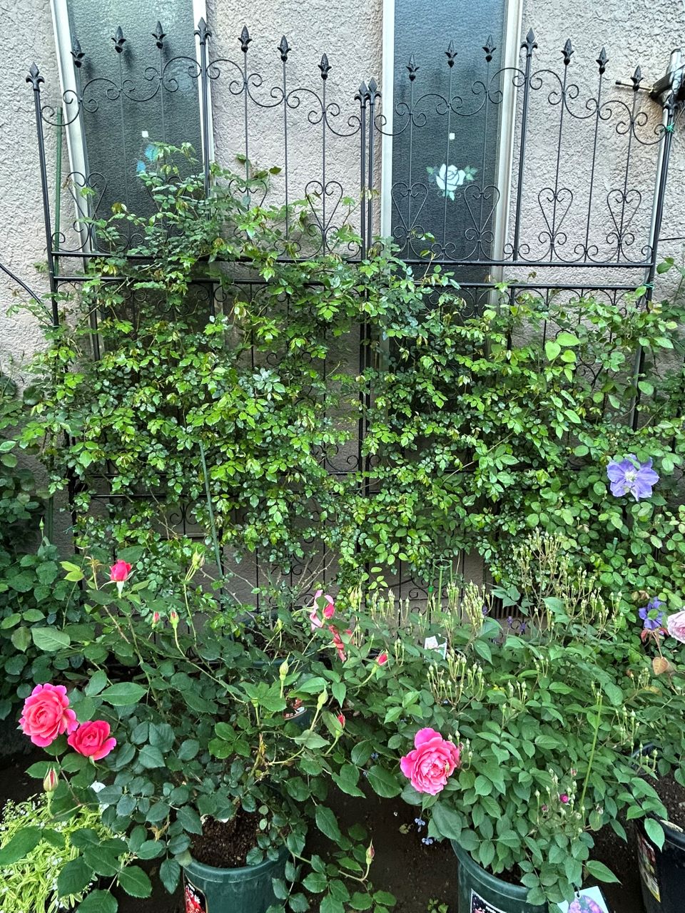 アルベリックバルビエ長尺苗の12週後