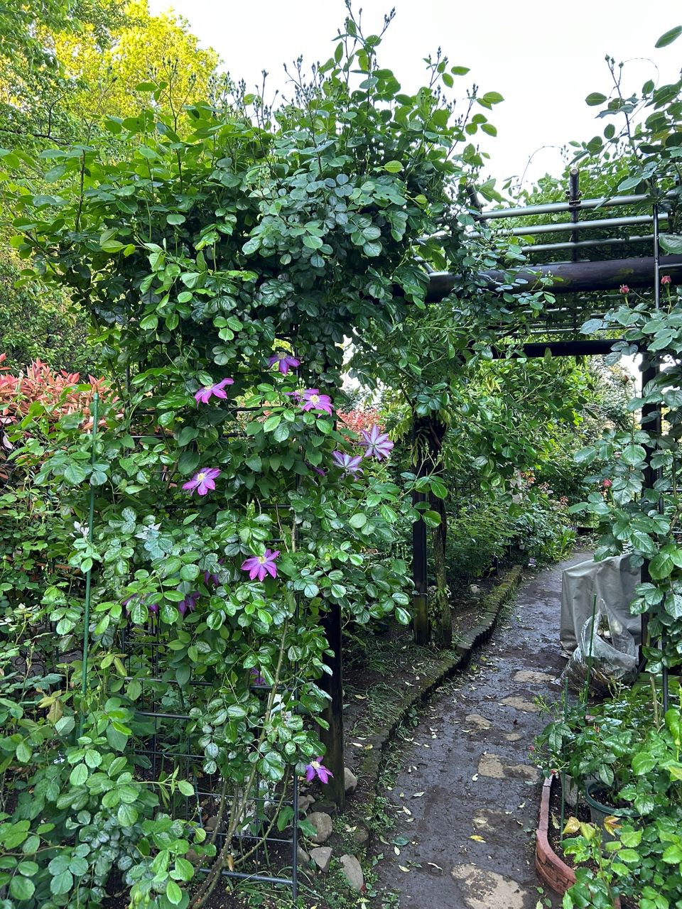 アンジェラ長尺苗の103週後