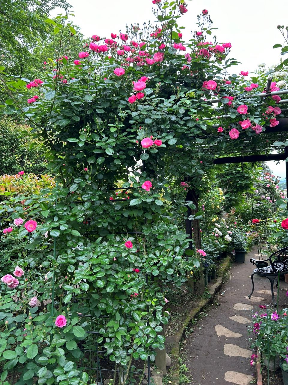 アンジェラ長尺苗の105週後