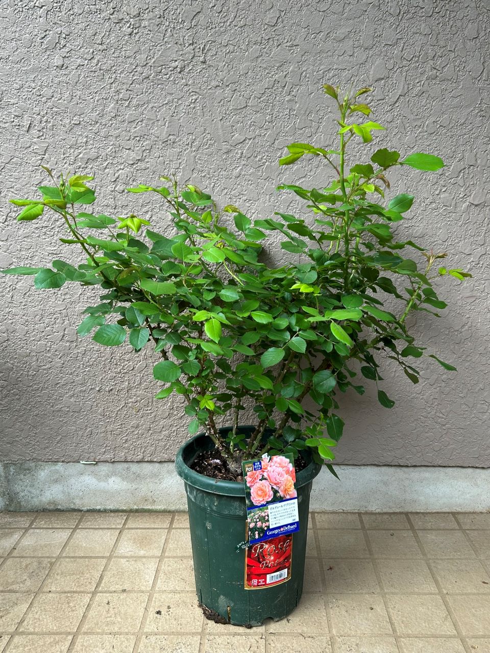 ボルデュール・アブリコ大苗の6週後