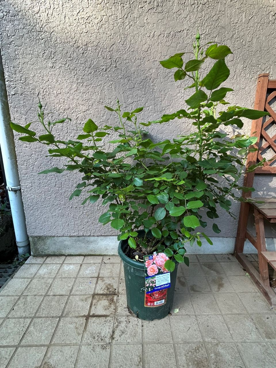 ボルデュール・アブリコ大苗の7週後