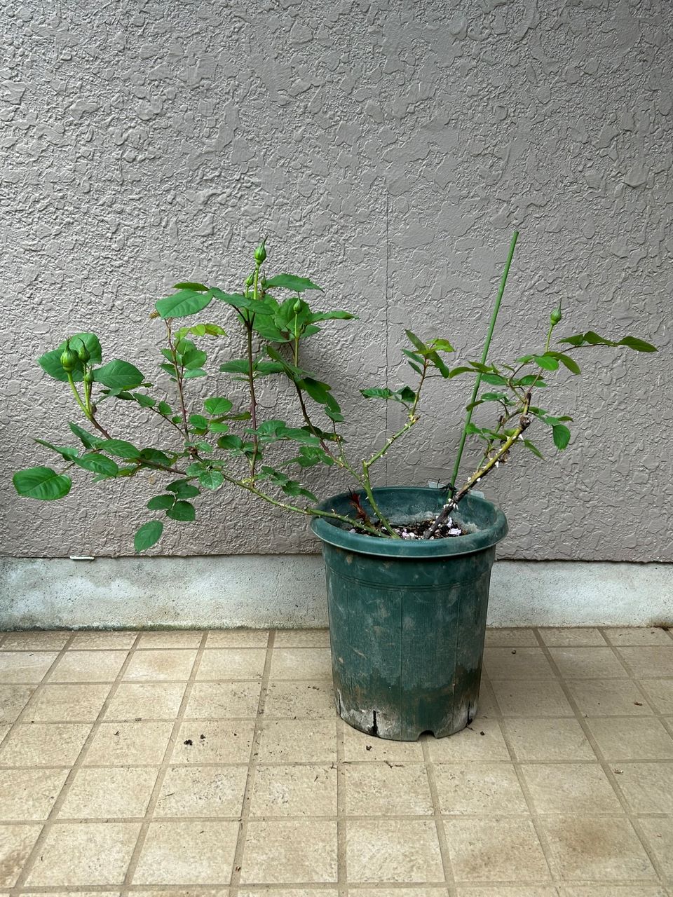 ブロドリー開花苗の42週後