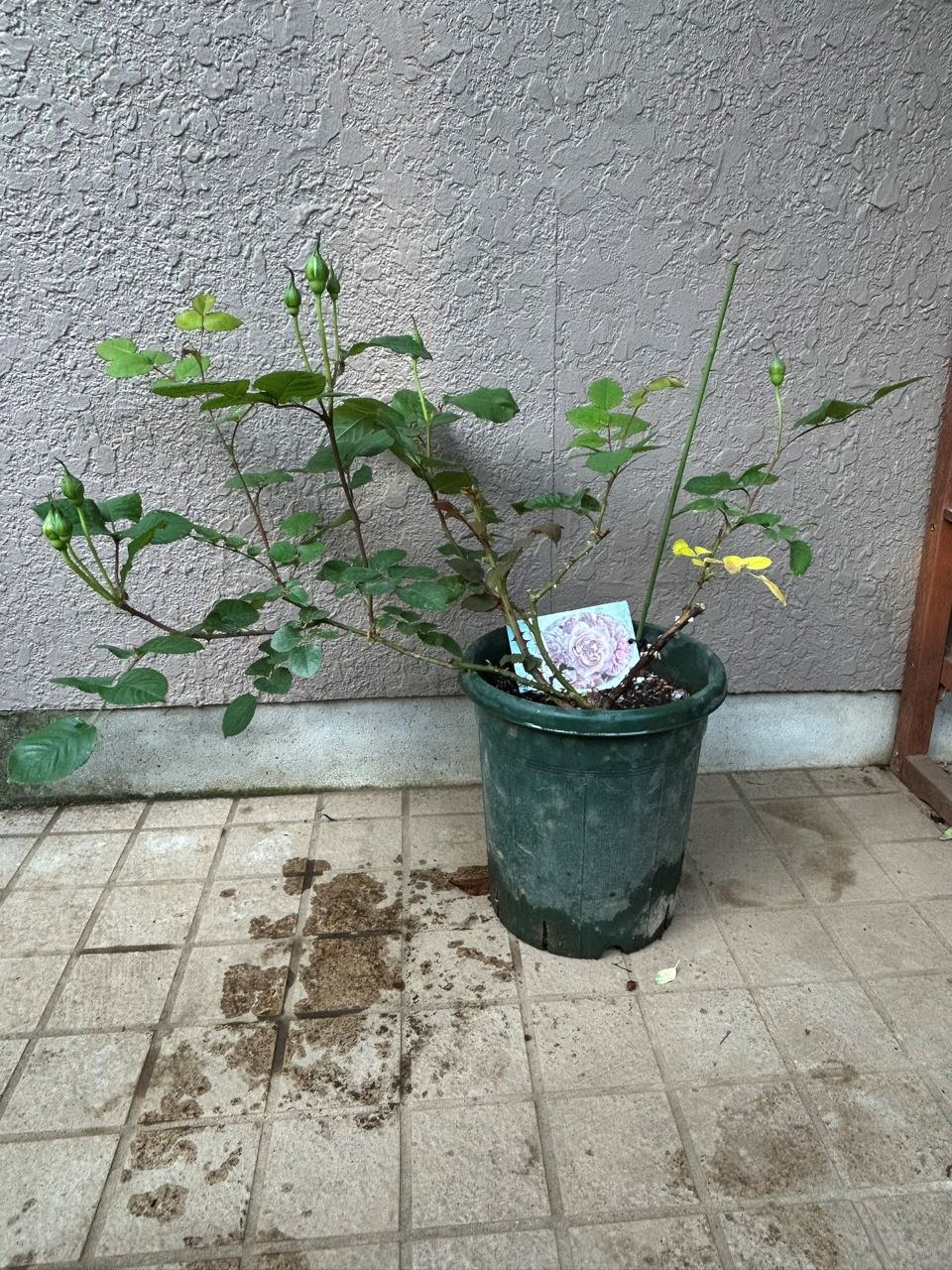 ブロドリー開花苗の43週後