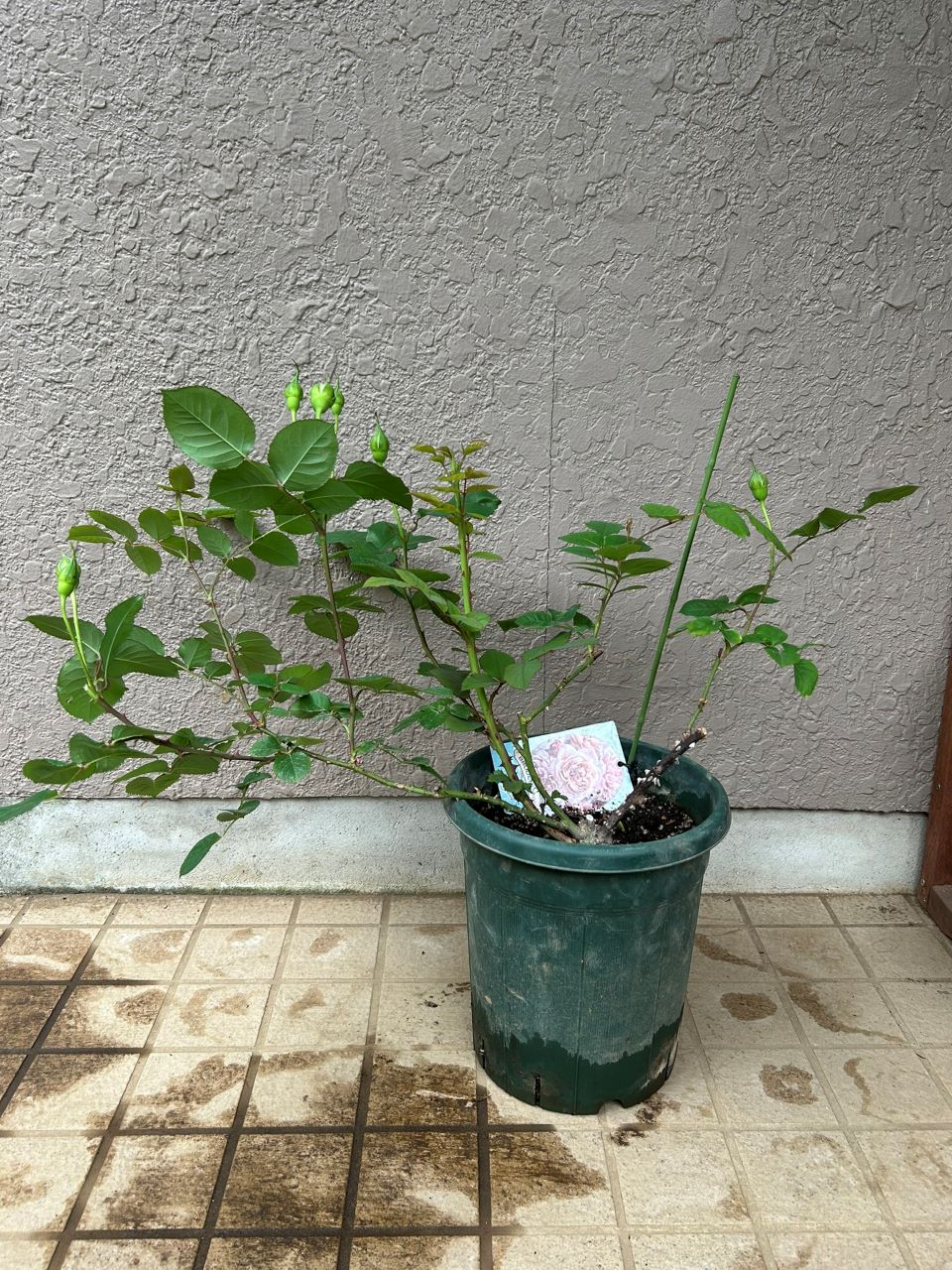 ブロドリー開花苗の44週後