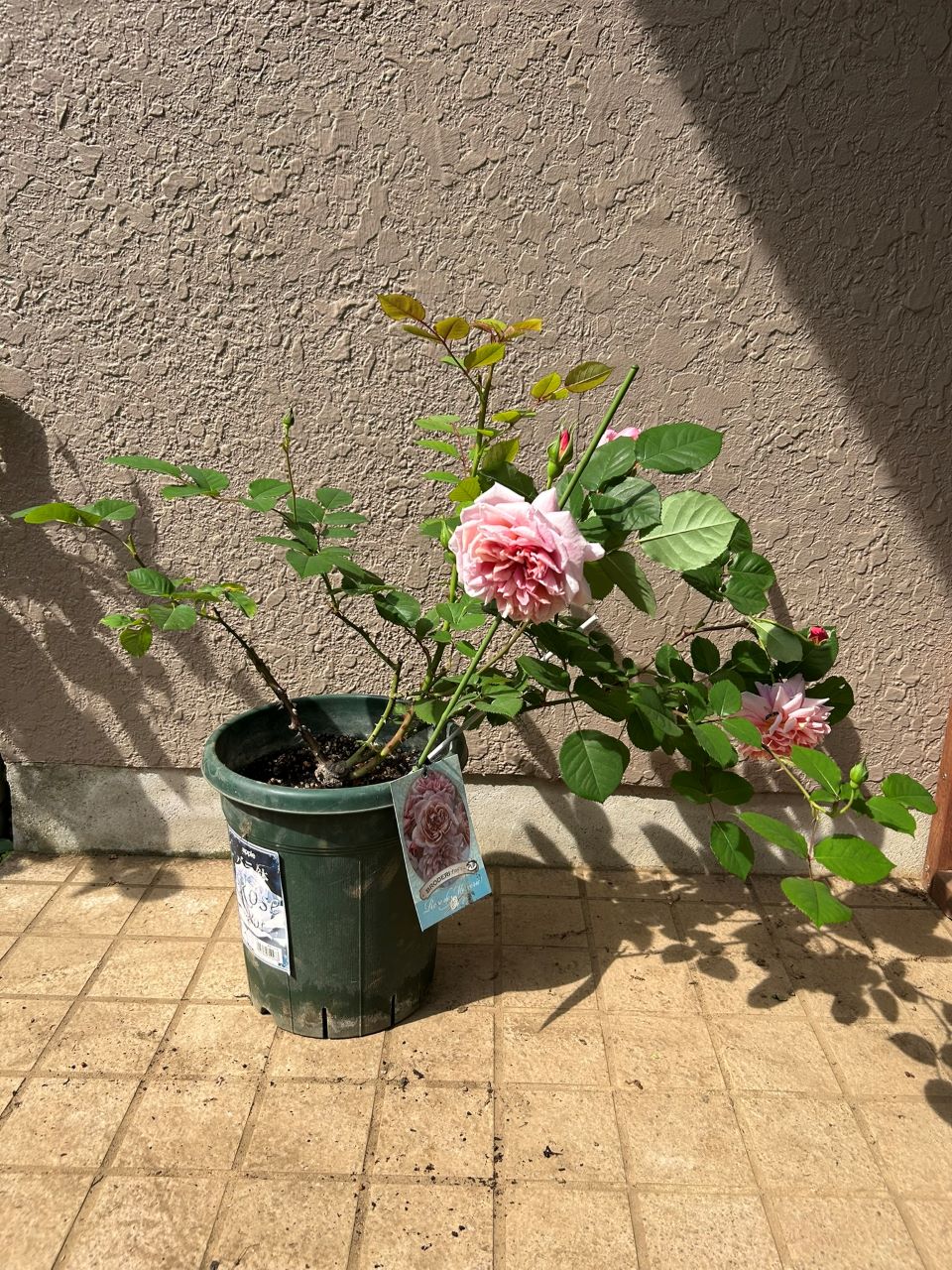 ブロドリー開花苗の45週後