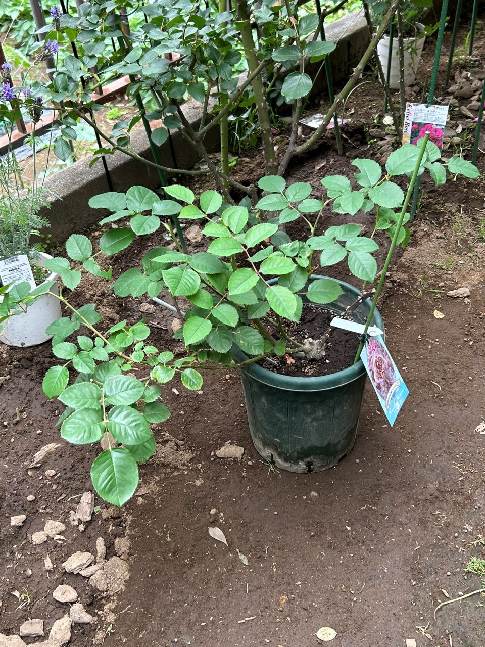 ブロドリー開花苗の46週後