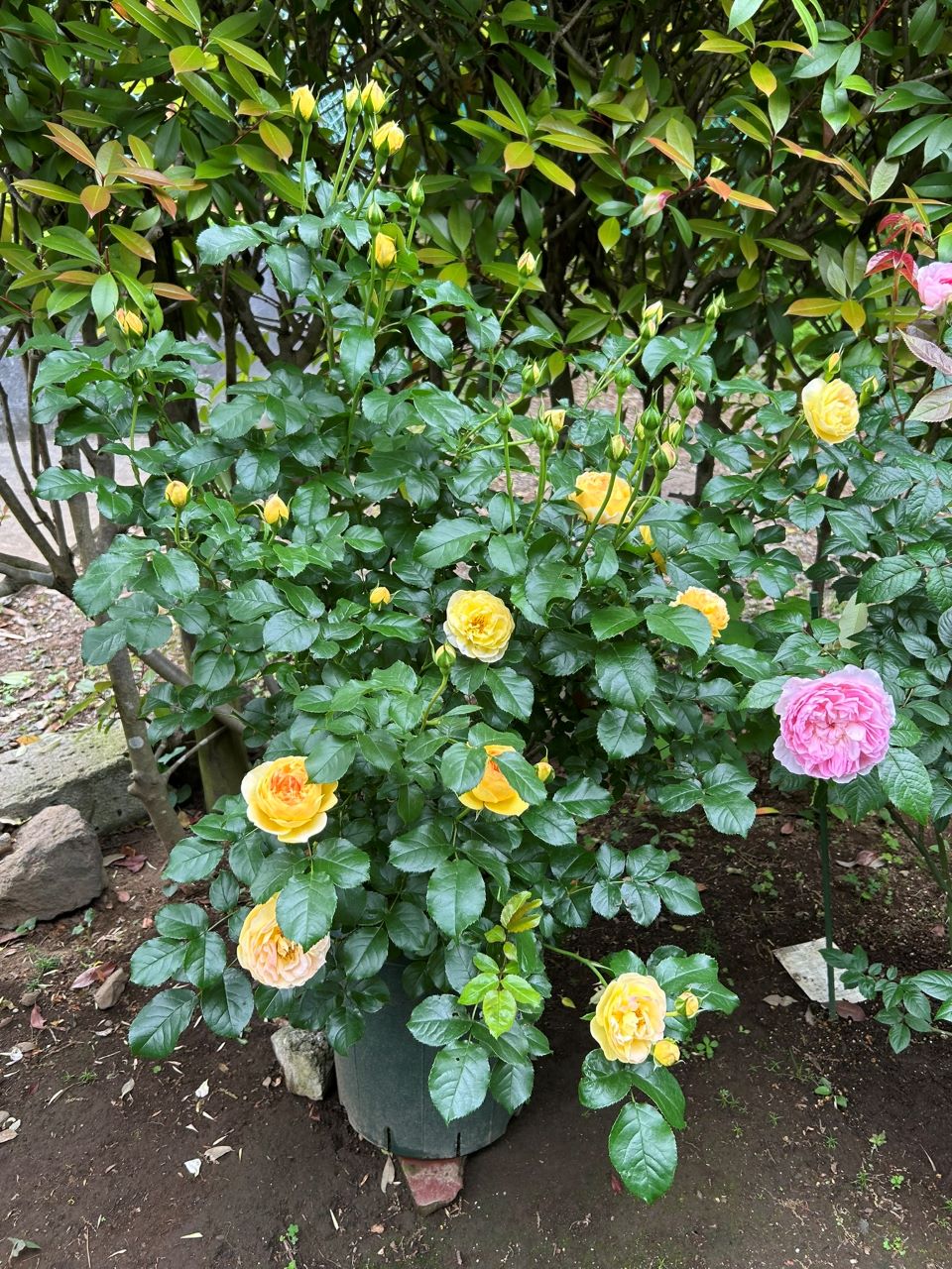 シャトー・ドゥ・シュベルニー大苗61週後