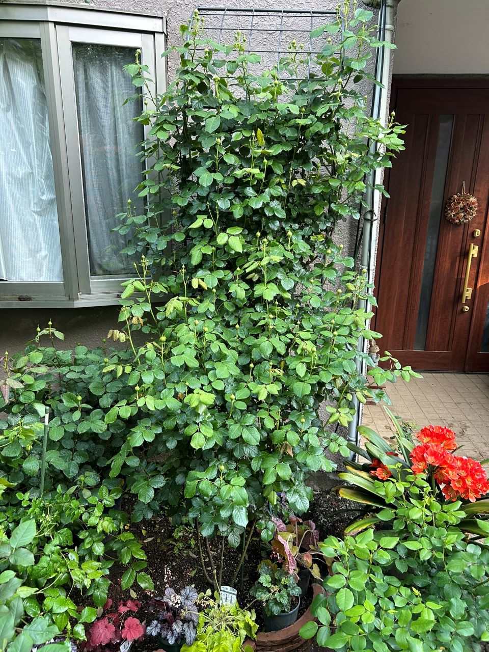 クリスティアーナの10月開花苗81週後