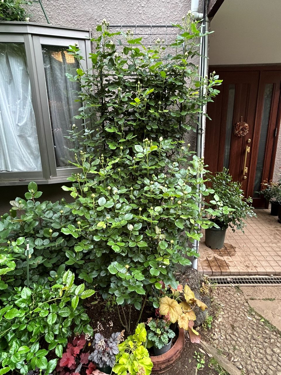 クリスティアーナの10月開花苗82週後