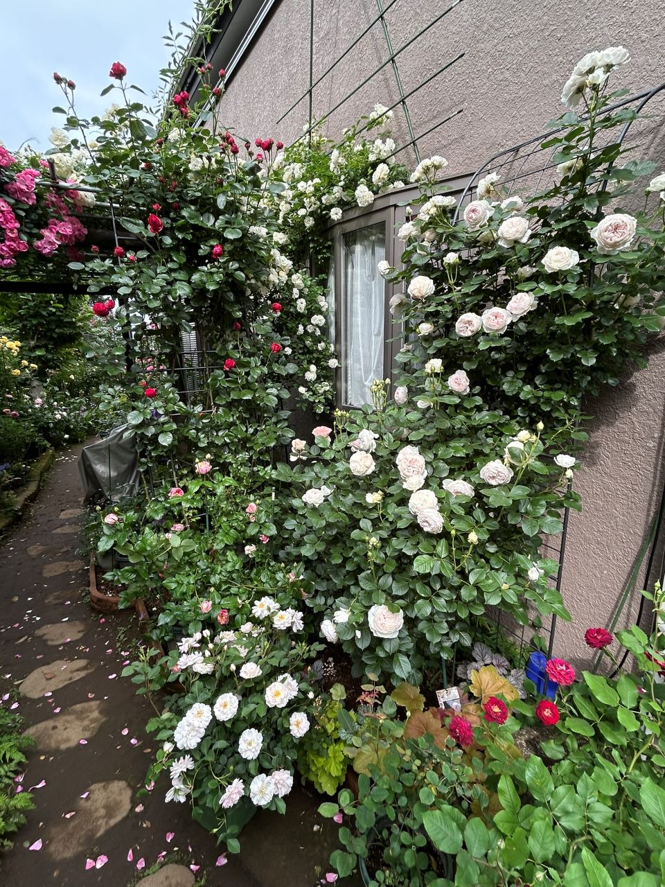 クリスティアーナの10月開花苗84週後