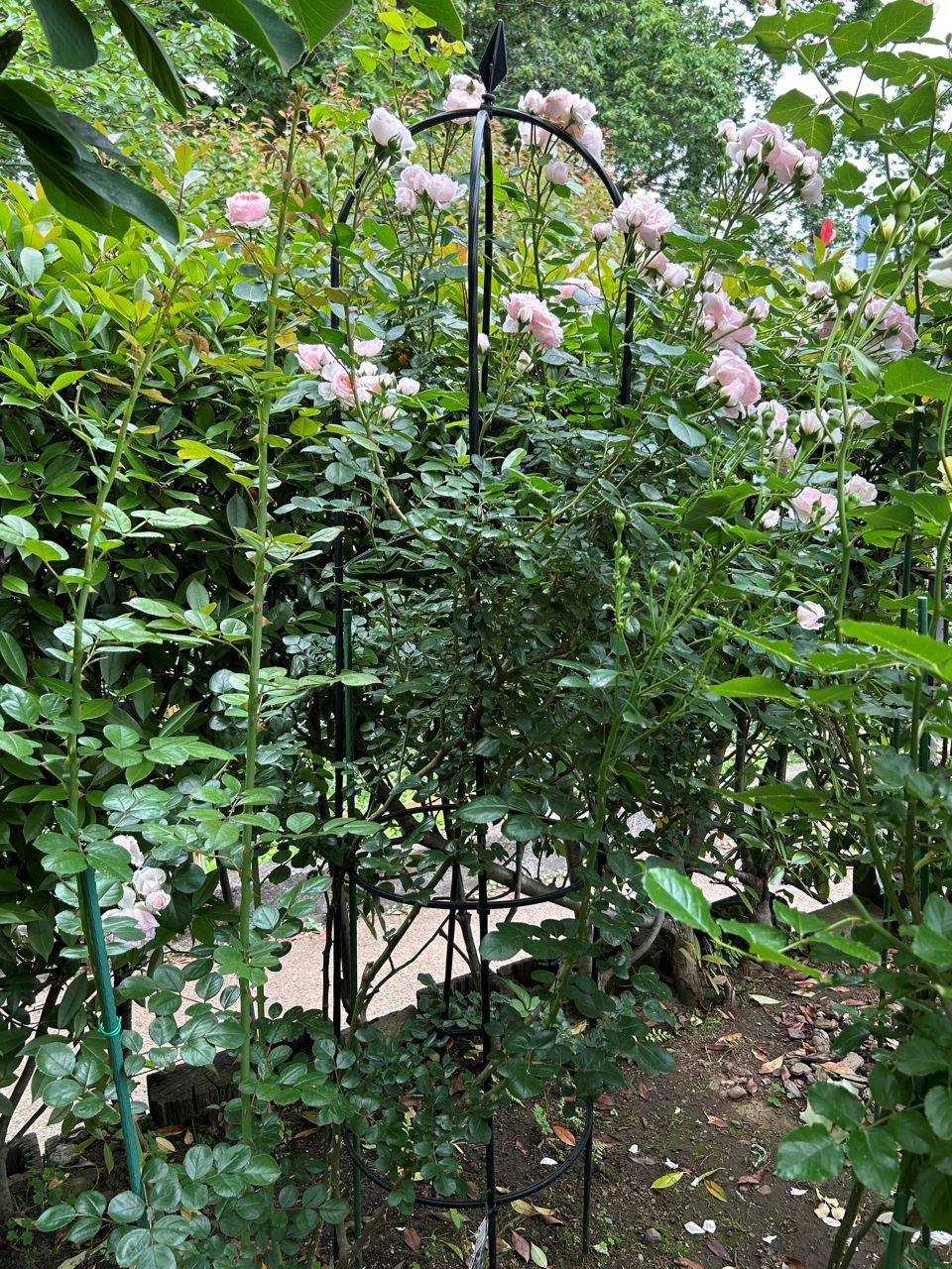 シンデレラ５月新苗101週後