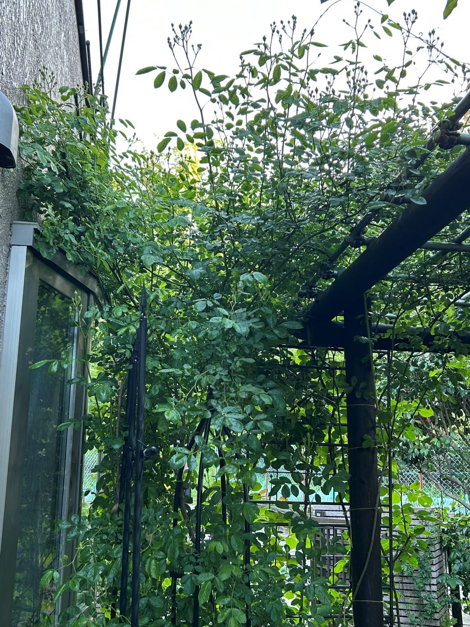 つる サマースノー 開花苗71週後