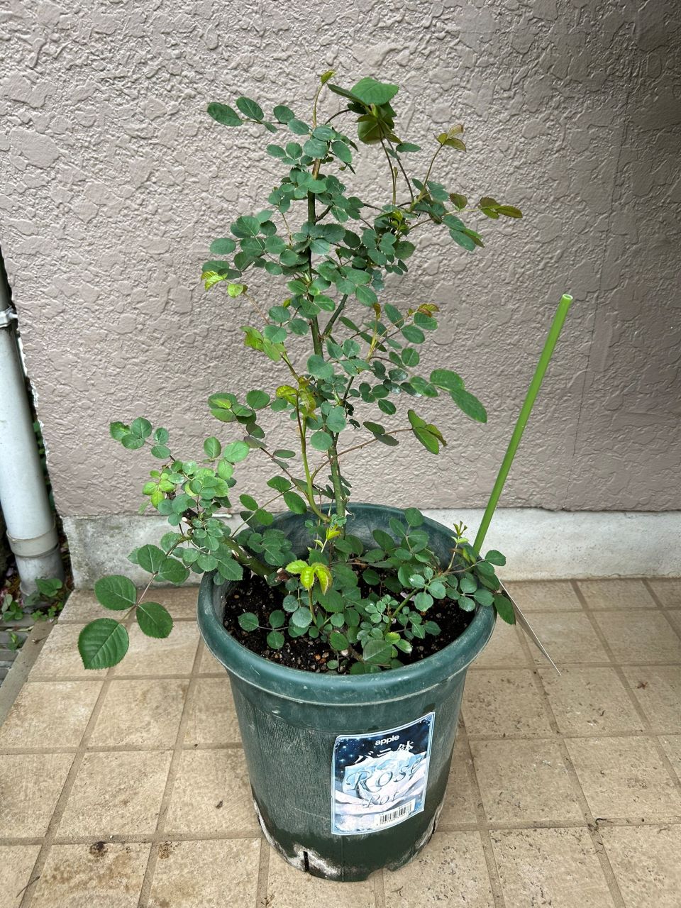 コンフィチュール開花苗の42週後