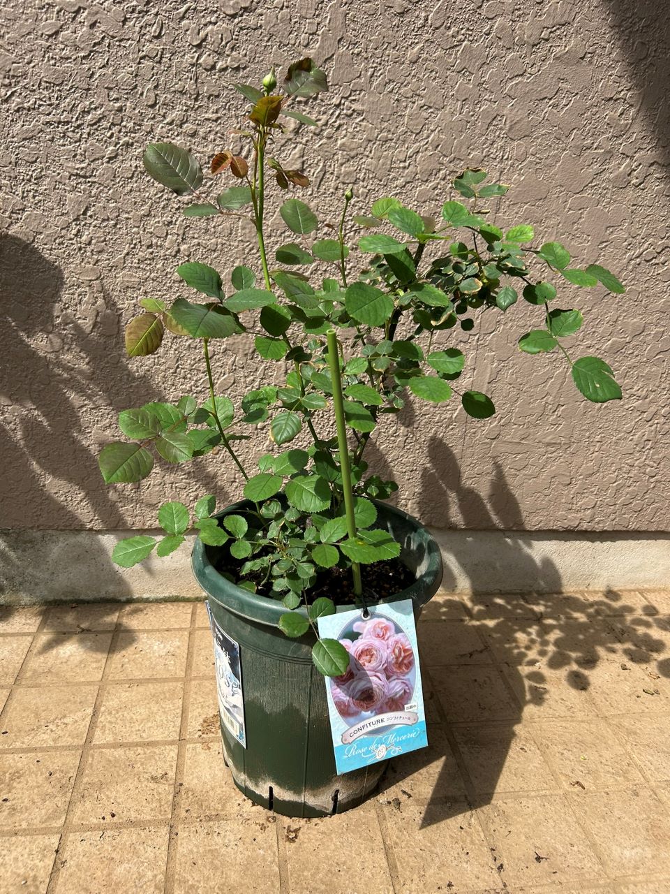 コンフィチュール開花苗の45週後