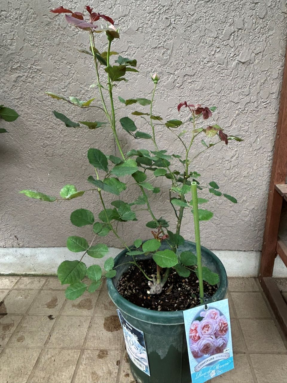 コンフィチュール開花苗の46週後