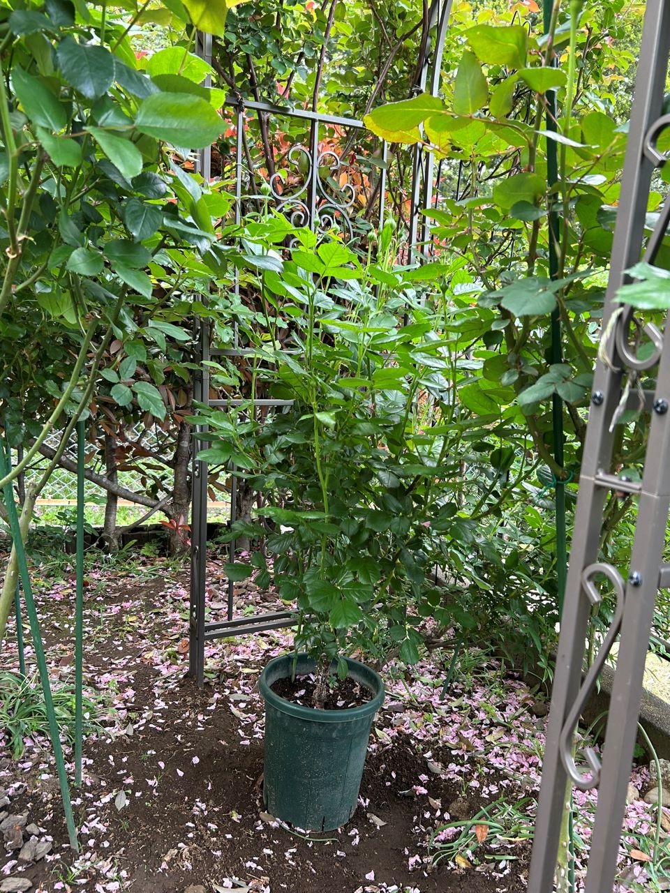 コート・ドール中苗の20週後