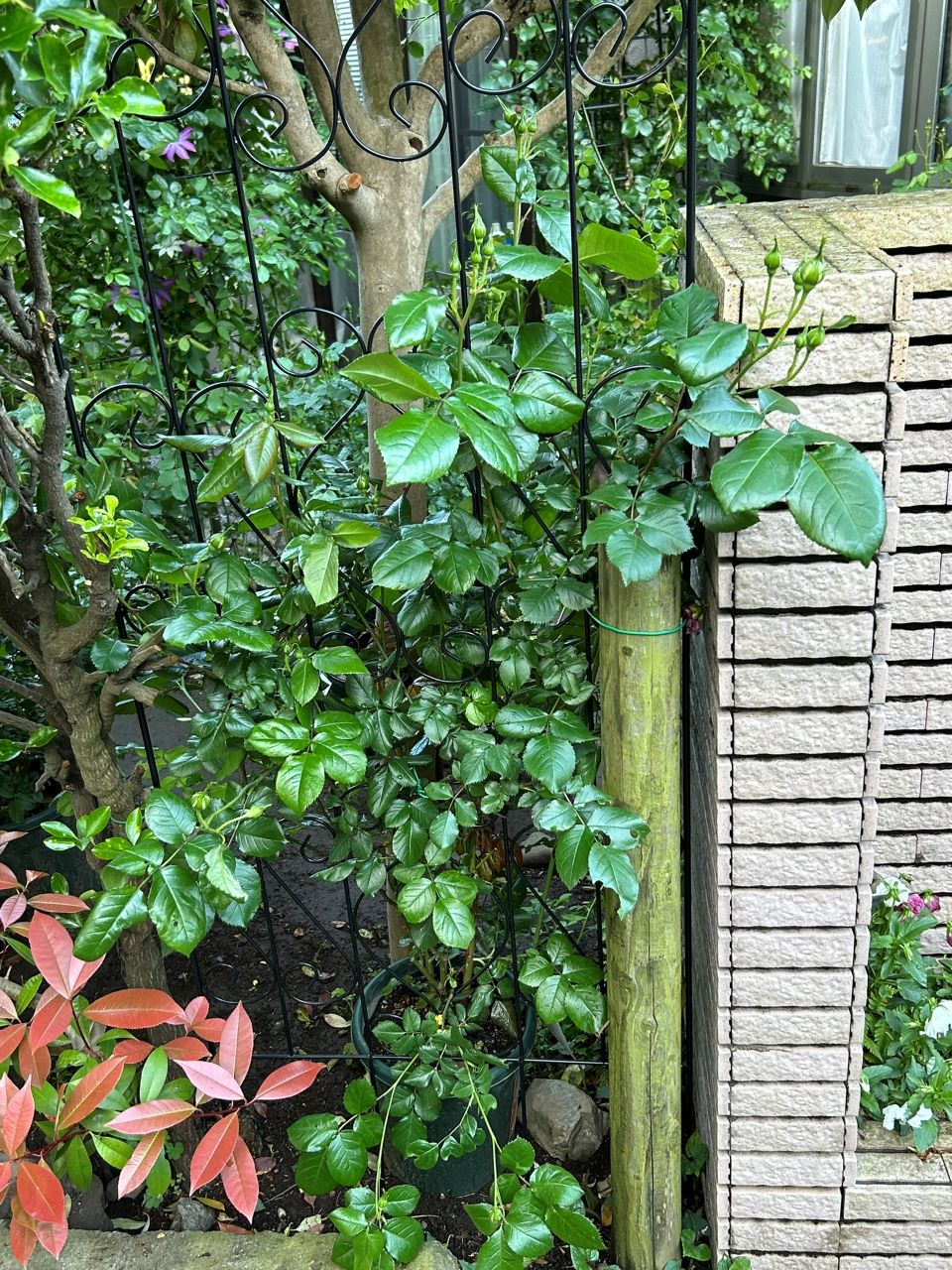 クルール・デ・ラムール半長尺苗の20週後