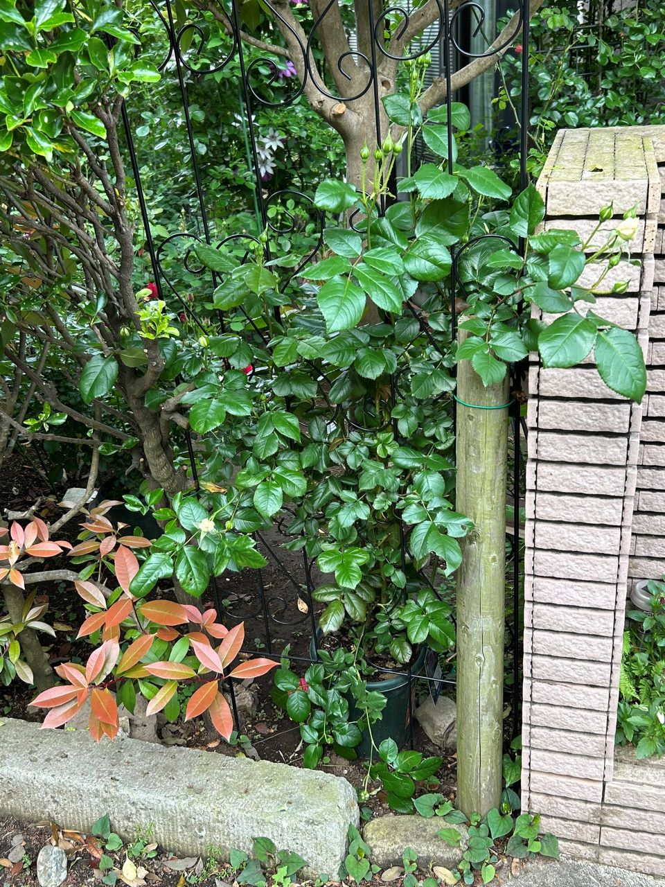 クルール・デ・ラムール半長尺苗の21週後