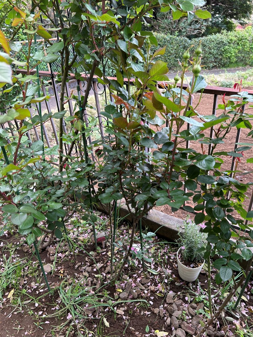 シラノドベルジュラック開花苗の92週後