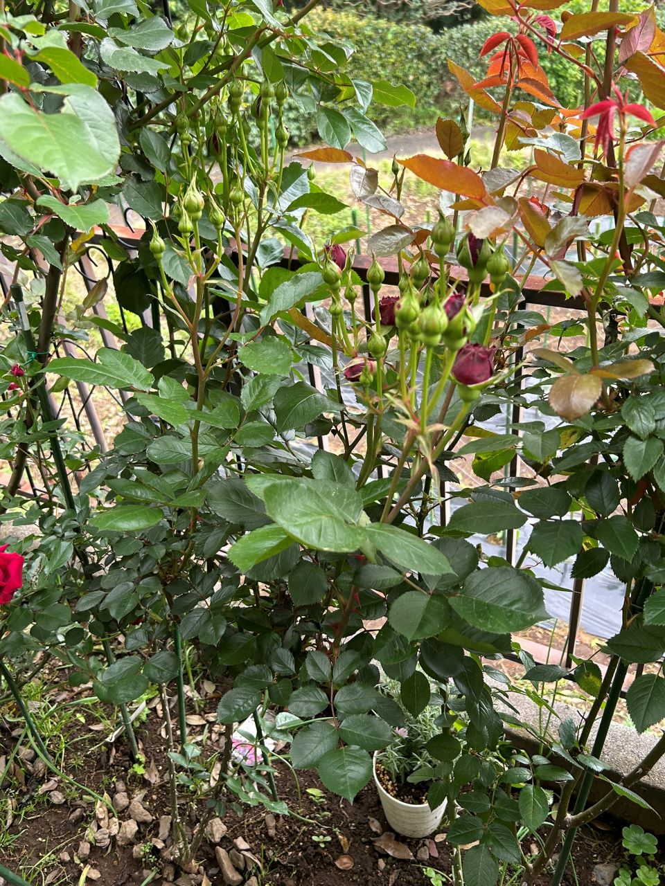 シラノドベルジュラック開花苗の94週後