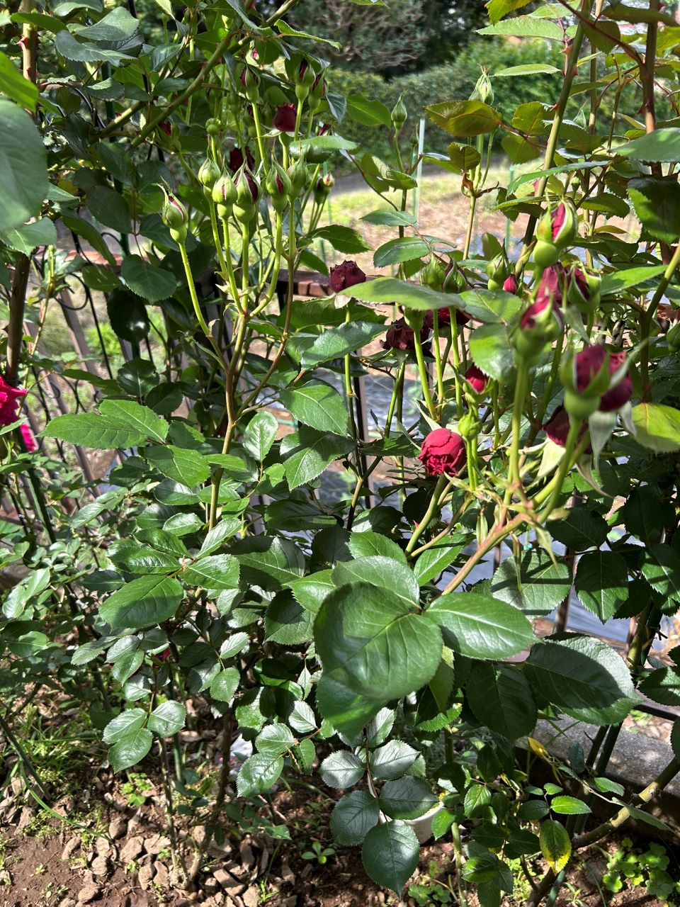 シラノドベルジュラック開花苗の95週後