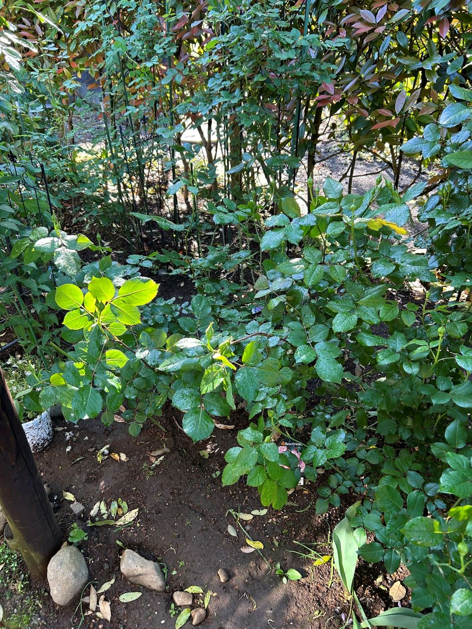 ダフネ大苗の63週後