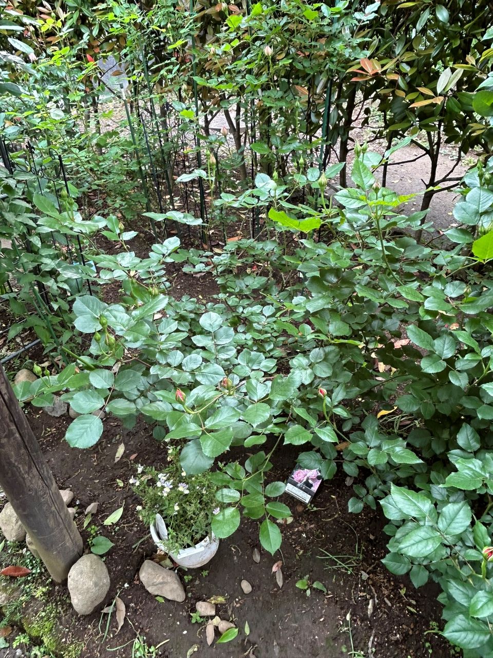 ダフネ大苗の64週後