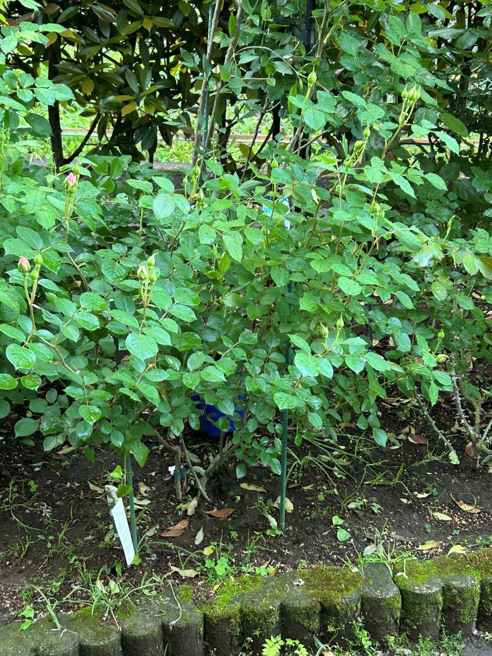 デスデモーナ15L鉢の87週後