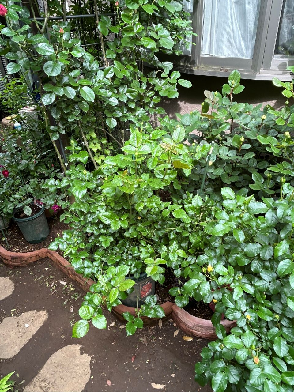 エドゥアールマネの開花苗の28週後