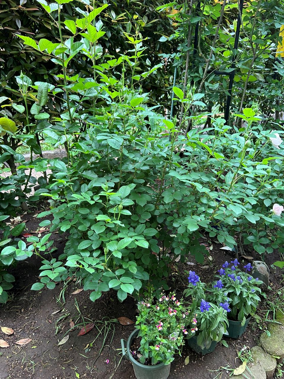 エマ・ブリッジウォーター開花苗の53週後