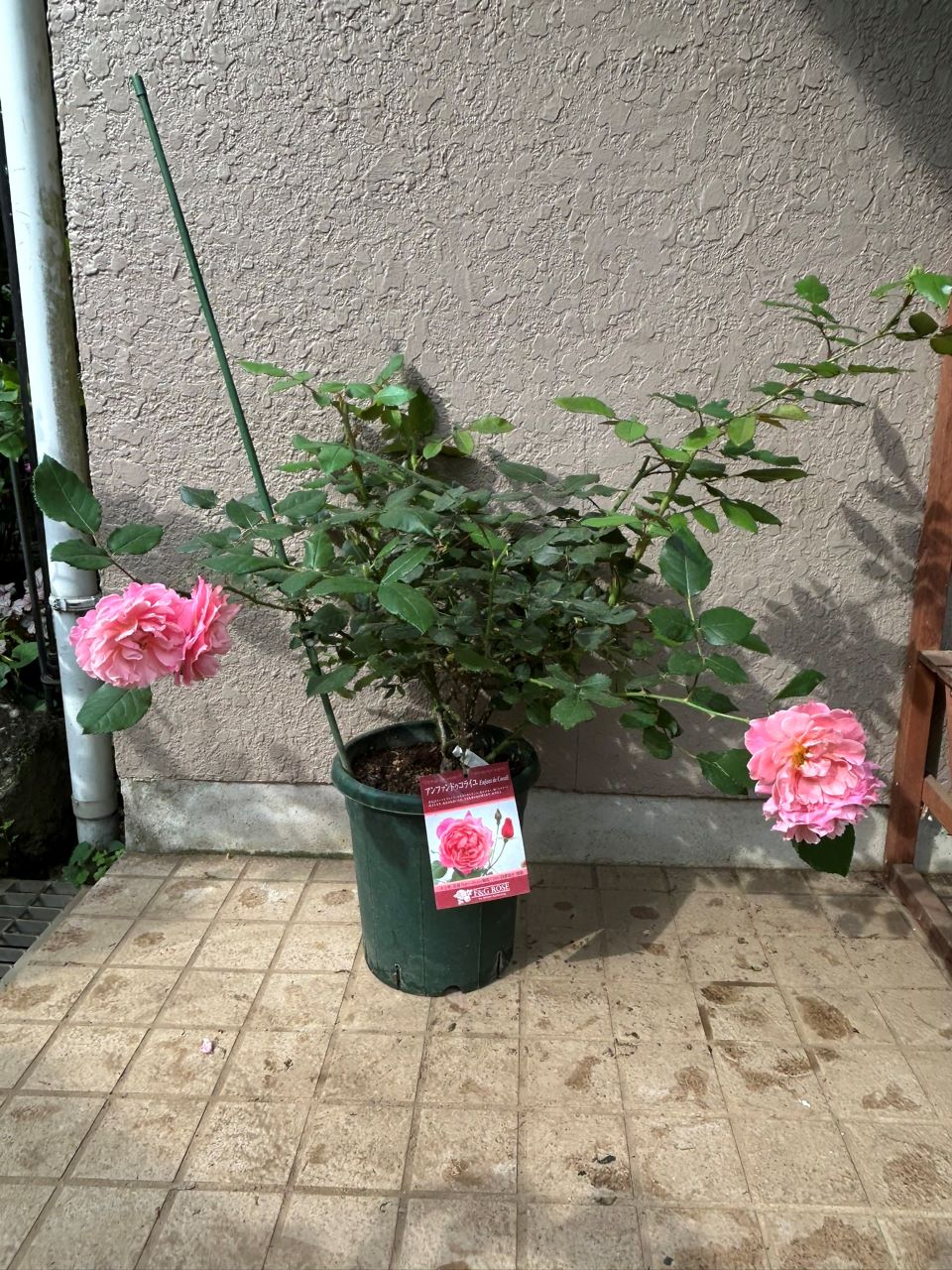 アンファンドゥコライユ開花苗39週後