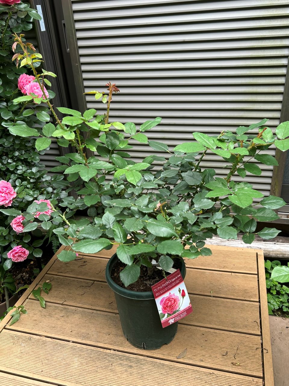 アンファンドゥコライユ開花苗40週後