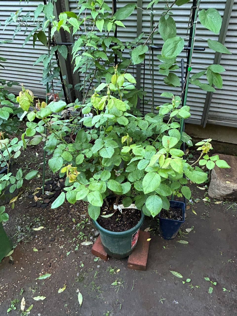 フラウカールドルシュキ大苗の11週後